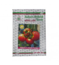 Tomato Padmini 10 grams